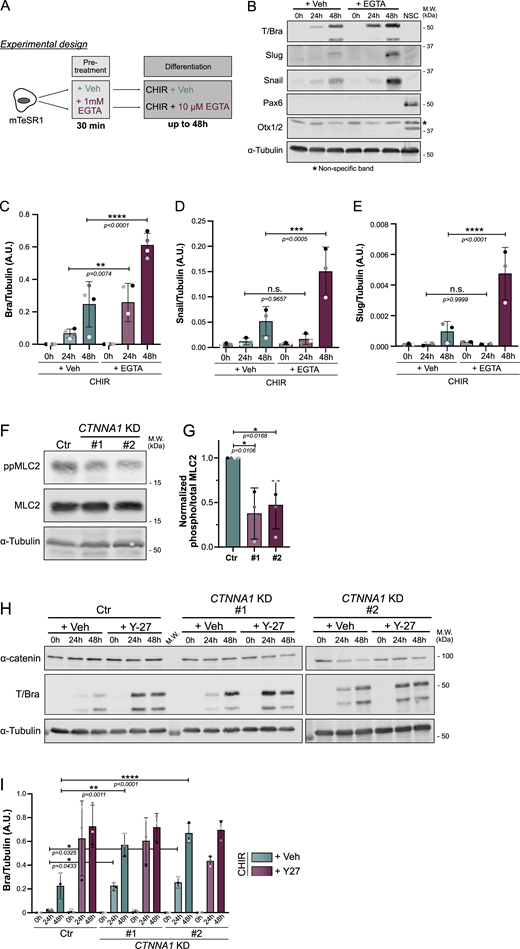 A multi-part image depicts the effects of EGTA and CTNNA1 knockdown on cell specification and protein expression in hiPSCs.