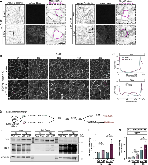 Figure showing various experiments on beta-catenin activity and its nuclear localization in human induced pluripotent stem cells.