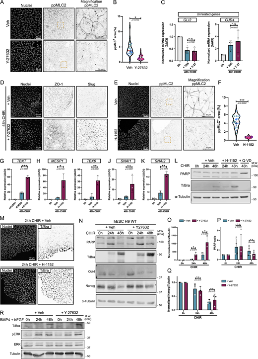 Pharmaceutical inhibition of actomyosin contractility promotes hiPSC and hESC conversion to the mesoderm lineage (related to Fig. 3). (A and B) Representative MaxIP immunofluorescences of hiPSCs treated with a ROCK inhibitor (10 μM Y-27632) or Veh (H2O) and stained for nucleus marker (DNA) and ppMLC2 (inverted LUT). Scale bar = 50 µm. Magnified views of the yellow dotted ROI are shown for ppMLC2. Scale bar = 20 µm (A). Fraction of the cellular area positive for ppMLC2 following Y-27632 treatment and reported as violin plots. Median (plain red line) and quartiles (dotted black lines) are displayed. n = 30 technical repeats across N = 3 independent biological repeats. A two-tailed unpaired t test was performed on the biological repeat (B). (C) Relative expression of genes not directly related to mesoderm commitment at 0 and 48 h after CHIR treatment in the presence (+Y-27) or absence (+Veh) of 10 μM of ROCK inhibitor. N = 4 independent biological repeats. Mean and SD are displayed. A two-tailed unpaired t test was performed. (D) Representative MaxIP immunofluorescences of hiPSCs treated 48 h with CHIR in the presence (+ Y-27632) or absence (+ Veh) of 10 μM of ROCK inhibitor. Cells were stained for nuclear marker (DNA), EMT markers (ZO-1 and Slug—inverted LUT). Scale bar = 50 µm. (E and F) Representative MaxIP immunofluorescences of hiPSCs treated with a ROCK inhibitor (1 μM H-1152) or Veh (H2O) and stained for nuclear marker (DNA) and ppMLC2 (inverted LUT). Scale bar = 50 µm. Magnified views of the yellow dotted ROI are shown for ppMLC2. Scale bar = 20 µm (E). Fraction of the cellular area positive for ppMLC2 following H-1152 treatment and reported as violin plots. Median (plain red line) and quartiles (dotted black lines) are displayed. n = 15 technical repeats across N = 3 independent biological repeats. A two-tailed unpaired t test was performed on the biological repeats (F). (G–K) Relative expression of mesoderm markers (TBXT, MESP1, TBX6) (G–I) and EMT markers (SNAI1, SNAI2) (J and K) 48 h after CHIR treatment in the presence (+H-1152) or absence (+Veh) of 1 μM of ROCK inhibitor. N = 3 independent biological repeats. Mean and SD are displayed. A two-tailed unpaired t test was performed. (L) Immunoblot probing for mesoderm marker expression (T/Bra) and cell death marker (PARP cleavage) during hiPSC-to-mesoderm commitment (0- to 48-h CHIR) in the presence of 1 μM of ROCK inhibitor (+H-1152). The addition of the pan-caspase inhibitor Q-VD-OPH (+ Q-VD) to the differentiation medium totally blocks mesoderm commitment and was used as a control. α-Tubulin was used as a loading control. M.W. are displayed on the right side. (M) Representative MaxIP immunofluorescences for mesoderm marker Brachyury (T/Bra—inverted LUT) and nuclei. Cells were fixed 24 h after CHIR treatment in the presence or absence of ROCK inhibitor H-1152. Scale bar = 50 µm. (N) Representative immunoblot of PARP (cell death), T/Bra (mesoderm), and Oct-4 and Nanog (pluripotency markers) using hESC H9 in the presence (+ Y-27632) or absence (+ Veh) of 10 μM of ROCK inhibitor, as shown in Fig. 3 A. M.W. are displayed on the right side. (O–Q) Brachyury expression (O), PARP cleavage (P), and Nanog expression (Q) were quantified by densitometry and normalized to α-tubulin as a loading control across N = 4 (PARP) and N = 3 (Brachyury and Nanog) independent biological repeats. Mean and SD are displayed. A two-tailed unpaired t test was performed. (R) Expression of T/Bra was analyzed by western blot following treatment with a combination of 50 ng/ml BMP4 and 100 ng/ml bFGF, in the presence or absence of 10 μM Y-27632. pERK and total ERK were used as a positive control for FGF pathway activity. M.W. are shown on the right-hand side. M.W., molecular weights; Veh, vehicle. ***P < 0.001, **P < 0.01, *P < 0.05. Source data are available for this figure: SourceDataFS2. Refer to the image caption for details.