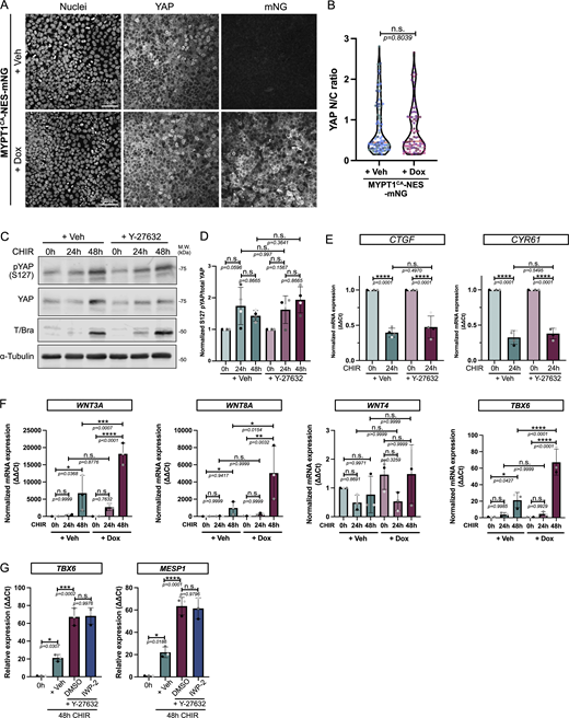 Key mechanosensitive pathways are not involved in mesoderm specification enhancement following decreased contractility. (A and B) Immunofluorescence for YAP in MYPT1CA-NES-mNG cells treated with Dox to promote cell relaxation. Cells were stained for nuclei and YAP. Scale bar = 50 μm (A). N/C YAP ratio was quantified from n = 106 cells (Veh) and n = 80 cells (Dox) across N = 3 independent biological repeats. Mean (red plain line), and first and fourth quartiles (black dotted lines) are displayed on the violin plot. A Mann–Whitney test was performed (B). (C and D) Immunoblot for pYAP and total YAP following differentiation (0- to 48-h CHIR) in the presence or absence of 10 μM of ROCK inhibitor Y-27632. Brachyury expression was also probed as an internal positive control, and α-tubulin was used as a loading control. M.W. are displayed on the right side (C). Ratio of phospho/total YAP was quantified across N = 4 independent biological repeats. Mean and SD are displayed. One-way ANOVA with Šidák’s multiple comparisons posttest was performed (D). (E) Relative expression of YAP target genes CTGF and CYR61 during differentiation ±10 μM Y-27632. N = 4 independent biological repeats. Mean and SD are displayed. One-way ANOVA with Šidák’s multiple comparisons posttest was performed. (F) Relative expression of canonical WNT (WNT3A, WNT8A), noncanonical WNT (WNT4), and mesoderm marker (TBX6) in MYPT1CA-NES-mNG cells treated with CHIR (0–48 h) in the presence of Veh or Dox. N = 3 independent biological repeats. Mean and SD are displayed. One-way ANOVA with Šidák’s multiple comparisons posttest was performed. (G) Relative expression of TBX6 and MESP1 (mesoderm markers) following CHIR treatment ±10 μM Y-27632 complemented or not with 7.5 µM porcupine inhibitor (IWP-2 or DMSO, respectively). N = 3 independent biological repeats. Mean and SD are displayed. One-way ANOVA with Tukey’s multiple comparisons posttest was performed. M.W., molecular weights; N/C, nuclear-to-cytosolic; Veh, vehicle; pYAP, phospho-S127 YAP. ****P < 0.0001, ***P < 0.001, **P < 0.01, *P < 0.05. Source data are available for this figure: SourceDataFS4. Refer to the image caption for details.