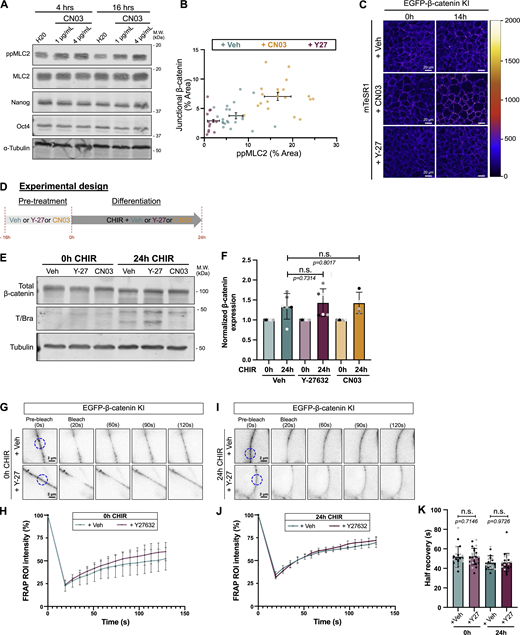 Contractility affects β-catenin localization at AJs (related to Fig. 5). (A) Immunoblot assessing the effects of CN03 treatment at 4 and 16 h. Membrane was probed for total and phospho-MLC2 (MLC2 and ppMLC2, respectively), Nanog and Oct-4, and α-tubulin as a loading control. M.W. are displayed on the right side. (B) Independent technical repeats from Fig. 5, A and B. Repeats across the 3 biological repeats were averaged and shown as a dot with error bars (SD). (C) Still picture from overnight confocal imaging of mEGFP-β-catenin knock-in hiPSCs treated with Veh, 4 μg/ml CN03, and 10 μM Y-27632 at the basal state. Pixels are color-coded by intensity using the Red Fire LUT. Scale bar = 20 µm (related to Video 2). (D) Experimental design. Cells were pretreated overnight with Veh or 10 μM Y-27632 or 4 μg/ml CN03 in mTeSR1 and differentiated using CHIR media complemented with Veh or 10 μM Y-27632 or 4 μg/ml CN03 for 24 h before collecting protein lysates. (E and F) Representative immunoblot for total β-catenin. The membrane was also probed for Brachyury to show effect of each drug and α-tubulin as a loading control. M.W. are displayed on the right side (E). β-Catenin expression was quantified across N = 6 (Veh and Y-27632) and N = 4 (CN03) independent biological repeats. Mean and SD are displayed. One-way ANOVA with Šidák’s multiple comparisons posttest was performed (F). (G–K) FRAP experiment was performed on EGFP-β-catenin knock-in hiPSCs pretreated with Veh or 10 μM Y-27632 for 16 h in mTeSR1 (0-h CHIR) or pretreated and differentiated with CHIR supplemented with Veh or 10 μM Y-27632 for 24 h (24-h CHIR). Representative still images at 0 h (G) and 24 h after CHIR (I), before and after bleaching. FRAP area (ROI) is marked as a dotted circle. Scale bar = 2 μm. Fluorescence within the ROI was recorded prior and following bleaching at 0 h (H) and 24 h (J) after CHIR. Half-recovery time was calculated and reported as column graphs. Mean and SD are displayed. A Mann–Whitney test was performed (K). n = 19–25 cells across N = 2 independent biological repeats. M.W., molecular weights; Veh, vehicle. Source data are available for this figure: SourceDataFS6. Refer to the image caption for details.