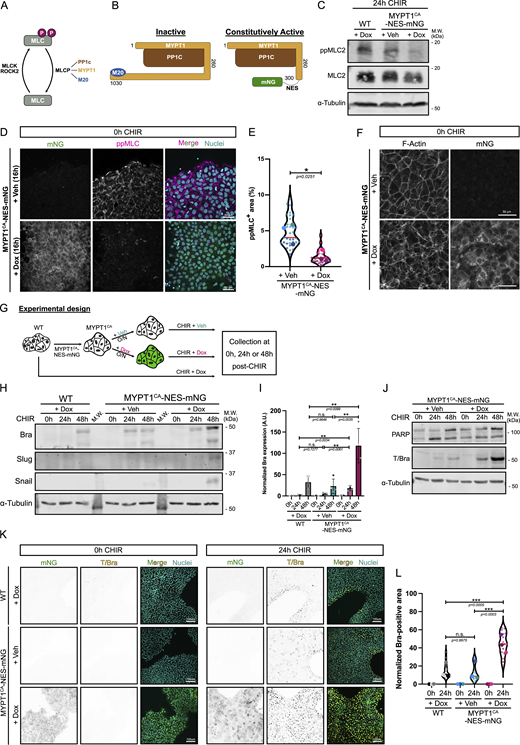 Figure shows various experiments on human induced pluripotent stem cells (hiPSCs) with genetic inhibition of actomyosin contractility.