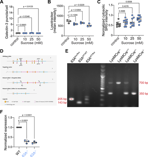 A multi-part image depicts the effects of sucrose on macrophages and genetic modifications in TMEM63a.