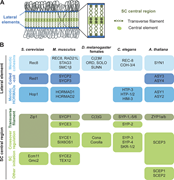 A diagram of the synaptonemal complex architecture showing its tripartite structure.