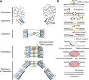 An image showing meiotic synapsis, recombination steps, and crossover formation.