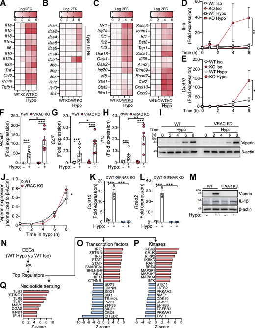 A multi-panel figure showing gene expression and protein levels in macrophages under different conditions.