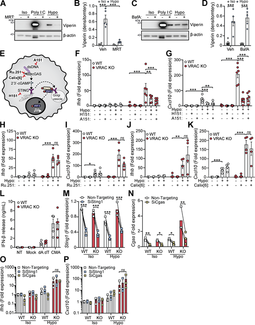 A multi-panel figure depicts the cellular mechanisms behind cell swelling-induction of type 1 interferons.
