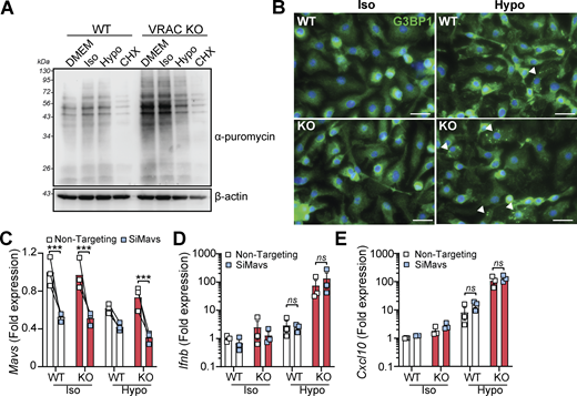 A multi-panel figure shows the impact of cell volume disruption on protein translation and type 1 interferon signaling.