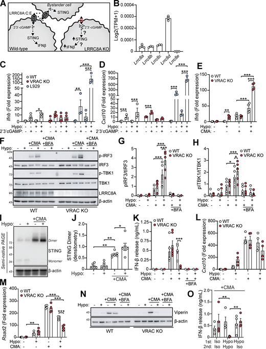 A multi-panel figure depicts the role of VRAC in STING signaling.
