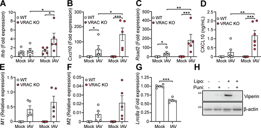 A multi-panel figure showing antiviral responses in WT and VRAC KO BMDMs.