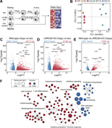 A multi-panel figure depicts changes in macrophage cell volume and transcriptomic response.