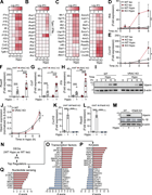 A multi-panel figure showing gene expression and protein levels in macrophages under different conditions.