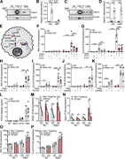 A multi-panel figure depicts the cellular mechanisms behind cell swelling-induction of type 1 interferons.