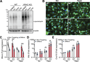 A multi-panel figure shows the impact of cell volume disruption on protein translation and type 1 interferon signaling.