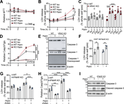 A multi-panel figure depicts cell viability and caspase activity in different conditions.