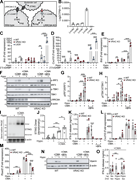A multi-panel figure depicts the role of VRAC in STING signaling.