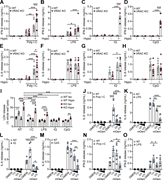 A multi-panel figure depicts the release of cytokines and LDH in wild-type and VRAC knockout bone marrow-derived macrophages.