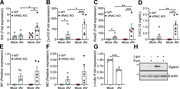A multi-panel figure showing antiviral responses in WT and VRAC KO BMDMs.