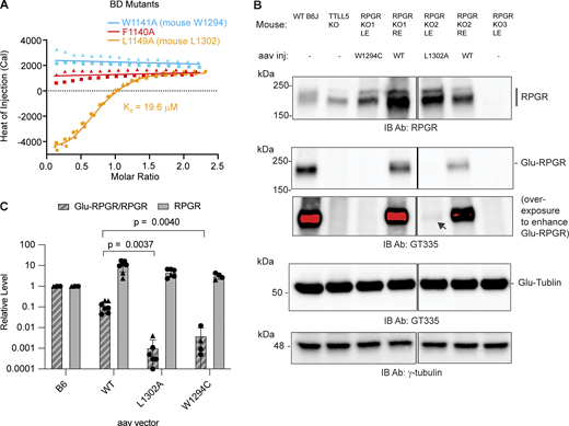A multi-part image shows the investigation of key residues at the C I D-B D interface and western blot of glutamylation in mice.