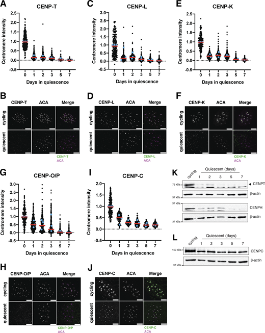 Multiple graphs and images depict centromere protein intensity and localization during quiescence.