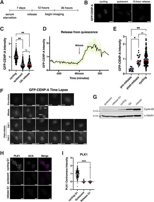 Multiple graphs and images depict G F P-C E N P-A intensity during cell cycle reentry after quiescence.