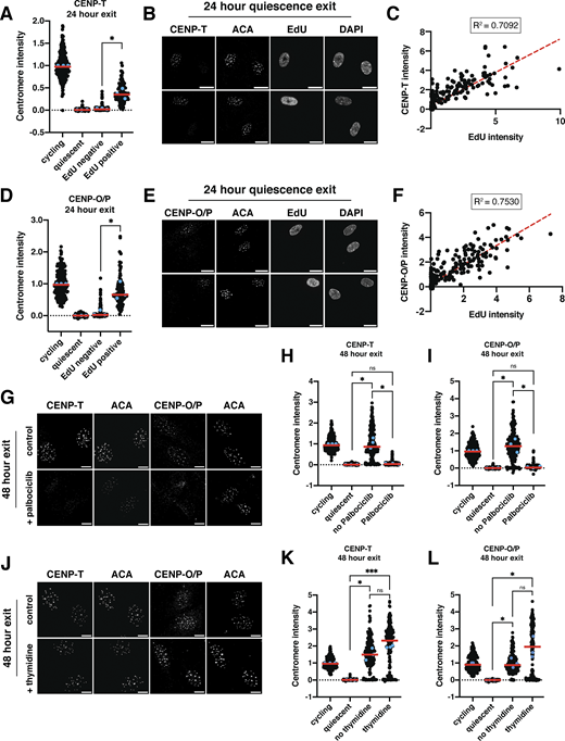Multiple scatter plots and immunofluorescence images showing centromere reassembly during quiescence exit.