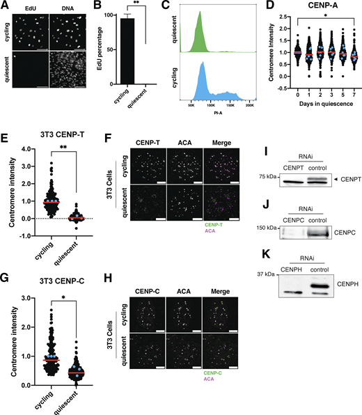Controls for quiescence induction and conservation of quiescent centromere behavior in mouse cells. (A) Representative images of EdU staining of cycling and quiescent cells. Cells were incubated for 48 h in EdU, a nucleotide analog that monitors DNA replication and progression through the cell cycle. Scale bar = 100 µm. (B) Graph showing the percentage of EdU-positive cells for the indicated condition. Cells were incubated for 48 h in EdU. Bars represent mean ± SD of three replicates. Mean of cycling is 95.12; mean of quiescence is 0.2. ** represents P = 0.0015, using unpaired t test with Welch’s correction. (C) Histogram showing the distribution of PI staining for cycling cells (blue) or cells in quiescence for 7 days (green) as measured by flow cytometry. (D) Graph showing CENP-A centromere intensity level over time of quiescence entry. Each point indicates the average centromere intensity level for all centromeres of a single cell, adjusted for background. Intensity values were normalized to day 0. Red line represents the median, and blue points represent average of each replicate. Points were from aggregated from six replicates. n = 440, 661, 768, 726, 686, and 555 cells for 0, 1, 2, 3, 5, and 7-day time points, respectively. * represents P < 0.05; P = 0.0297 between cycling and 7-day quiescent, averages were 1 and 0.8429, respectively. P values were calculated using unpaired t test with Welch’s correction. (E) Graph showing CENP-T centromere intensity levels in cycling and quiescent mouse 3T3 cells. Cells were quiescent for 7 days. Each point indicates the average centromere intensity level for a single cell, adjusted for background. Intensity values were normalized to cycling condition. Red line represents the median, and blue points represent average of each replicate. Points were aggregated from three replicates. n = 206 and 223 cells for cycling and quiescent, respectively. P = 0.0031, using unpaired t test with Welch’s correction. (F) Representative immunofluorescence images of cycling and 7-day quiescent mouse 3T3 cells. Cells were stained with mouse CENP-T and anti-centromere (ACA) antibodies. Scale bar = 5 µm. (G) Graph showing CENP-C centromere intensity levels in cycling and quiescent mouse 3T3 cells. Cells were quiescent for 7 days. Each point indicates the average centromere intensity level for a single cell, adjusted for background. Intensity values were normalized to cycling condition. Red line represents the median, and blue points represent average of each replicate. Points were aggregated from three replicates. n = 195 and 254 cells for cycling and quiescent, respectively. P = 0.0342, using unpaired t test with Welch’s correction. (H) Representative immunofluorescence images of cycling and 7-day quiescent mouse 3T3 cells. Cells were stained with mouse CENP-C and anti-centromere (ACA) antibodies. Scale bar = 5 µm. (I) Western blot of cells treated with 50 nM CENPT or control siRNAs. Blot verifies the banding pattern for CENP-T antibody. CENP-T is the upper band. Blot was incubated in CENP-T antibody. (J) Western blot of cells treated with 50 nM CENPC or control siRNAs. Blot verifies the banding pattern for CENP-C antibody. Blot was incubated in CENP-C antibody. (K) Western blot of cells treated with 50 nM CENPH or control siRNAs. Blot verifies the banding pattern for CENP-H antibody. CENP-H is the upper band. Blot was incubated in CENP-H antibody. Source data are available for this figure: SourceData FS1. Refer to the image caption for details.
