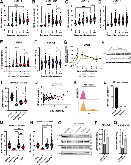 The centromere is rapidly reassembled upon cell cycle reentry. (A) Graph showing CENP-T centromere intensity level over time of quiescence exit. Each point indicates the average centromere intensity level for all centromeres in a single cell, adjusted for background. Intensity values were normalized to day 5. Red line represents the median, and blue points represent average of each replicate. Points were aggregated from three or more replicates. n = 613, 193, 182, 214, 456, and 336 cells for 0, 1, 2, 3, 5-day, and cycling time points, respectively. P values can be found in Table S2. (B) Graph showing CENP-O/P centromere intensity level over time of quiescence exit. Each point indicates the average centromere intensity level for all centromeres in a single cell, adjusted for background. Intensity values were normalized to day 5. Red line represents the median, and blue points represent average of each replicate. Points were aggregated from three or more replicates. n = 618, 200, 184, 218, 416, and 348 cells for 0, 1, 2, 3, 5-day, and cycling time points, respectively. P values can be found in Table S2. (C) Graph showing CENP-C centromere intensity level over time of quiescence exit. Each point indicates the average centromere intensity level for all centromeres in a single cell, adjusted for background. Intensity values were normalized to day 5. Red line represents the median, and blue points represent average of each replicate. Points were aggregated from three or more replicates. n = 698, 299, 335, 253, 440, and 346 cells for 0, 1, 2, 3, 5-day, and cycling time points, respectively. *** represents P = 0.0001. P values can be found in Table S2. (D) Graph showing CENP-K centromere intensity level over time of quiescence exit. Each point indicates the average centromere intensity level for all centromeres in a single cell, adjusted for background. Intensity values were normalized to day 5. Red line represents the median, and blue points represent average of each replicate. Points were aggregated from three or more replicates. n = 575, 148, 183, 175, 410, and 361 cells for 0, 1, 2, 3, 5-day, and cycling time points, respectively. P values can be found in Table S2. (E) Graph showing CENP-L centromere intensity level over time of quiescence exit. Each point indicates the average centromere intensity level for all centromeres in a single cell, adjusted for background. Intensity values were normalized to day 5. Red line represents the median, and blue points represent average of each replicate. Points were aggregated from three or more replicates. n = 554, 281, 213, 210, 462, and 275 cells for 0, 1, 2, 3, 5-day, and cycling time points, respectively. P values can be found in Table S2. (F) Graph showing CENP-A centromere intensity level over time of quiescence exit. Each point indicates the average centromere intensity level for all centromeres in a single cell, adjusted for background. Intensity values were normalized to day 5. Red line represents the median, and blue points represent average of each replicate. Points were aggregated from 5 replicates. n = 863, 423, 351, 416, 670, and 527 cells for 0, 1, 2, 3, 5-day, and cycling time points, respectively. P values can be found in Table S2. (G) Graph showing mRNA abundance for centromere components over time as cells exit quiescence. Fold change is calculated for each time point by comparing with cycling value. CT values were normalized to those of GAPDH before comparing released and cycling values. Graph shows at least three biological replicates, with three technical replicates each for each centromere mRNA. Bars represent mean ± SD. (H) Western blots of cells release from quiescence for the indicated amount of days. Blots were incubated with CENP-T and CENP-H antibodies. β-Actin is used as a loading control. (I) Graph showing CENP-C centromere intensity levels for different conditions: cycling, 7 days of quiescence, and either EdU-negative or EdU-positive cells from cells released 24 h from quiescence. Each point indicates the average centromere intensity level for all centromeres in a single cell, adjusted for background. Intensity values were normalized to cycling. Red line represents the median, and blue points represent average of each replicate. Points were aggregated from three replicates. n = 203, 304, 210, and 70 cells for cycling, quiescent, 24 h release EdU negative, and 24 h release EdU positive, respectively. * represents P < 0.05 and ns = not significant. P = 0.220 between EdU negative and EdU positive, P = 0.0259 between EdU positive and quiescent, and P = 0.0632 between EdU negative and quiescent using unpaired t test with Welch’s correction. Other pairwise comparisons can be found in Table S2. (J) Graph showing CENP-C centromere intensity plotted against EdU intensity for each cell. CENP-C intensity is the average CENP-C centromere intensity level for all centromeres in a cell, adjusted for background. EdU intensity is the mean EdU intensity in the nucleus of the same cell. Points were aggregated from three replicates. Values were normalized within each replicate. R2 = 0.1777. n = 272 cells. (K) Histogram showing the distribution of PI staining for cells release 48 h from quiescence without (orange) and with (pink) addition of palbociclib, as measured by flow cytometry (L) Graph showing the percentage of EdU-positive cells for the indicated conditions. Cells were released from quiescence into full serum media and incubated for 48 h in EdU with or without palbociclib or thymidine. Bars represent mean ± SD of four replicates for control, three replicates for thymidine, and two replicates for palbociclib. Mean of control is 92.03, mean of palbociclib is 0.3776, and mean of thymidine is 0. **** represents P < 0.0001, using unpaired t test with Welch’s correction. (M) Graph showing CENP-C centromere intensity for different conditions: cycling, quiescent, 48-h release from quiescence without palbociclib, and 48-h release from quiescence with palbociclib. Each point indicates the average centromere intensity level for all centromeres in a single cell, adjusted for background. Intensity values were normalized to cycling. Red line represents the median, and blue points represent average of each replicate. Points were aggregated from three replicates. n = 242, 346, 260, and 260 for cycling, quiescent, no palbociclib, and palbociclib, respectively. ** represents P < 0.01, ** represents P < 0.001, and ns = not significant. P = 0.0089 between palbociclib and no palbociclib, P = 0.0009 between no palbociclib and quiescent, and P = 0.0056 between palbociclib and quiescent, using unpaired t test with Welch’s correction. Other pairwise comparisons can be found in Table S2. (N) Graph showing CENP-C centromere intensity for different conditions: cycling, quiescent, 48-h release from quiescence without thymidine, and 48-h release from quiescence with thymidine. Each point indicates the average centromere intensity level for all centromeres in a single cell, adjusted for background. Intensity values were normalized to cycling. Red line represents the median, and blue points represent average of each replicate. Points were aggregated from three replicates. n = 186, 305, 141, and 101 for cycling, quiescent, no thymidine, and thymidine, respectively. * represents P < 0.05; ns = not significant. P = 0.4888 between thymidine and no thymidine, P = 0.0385 between no thymidine and quiescent, and P = 0.0488 between thymidine and quiescent, using unpaired t test with Welch’s correction. Other pairwise comparisons can be found in Table S2. (O) Western blot of 7-day quiescent cells, cells released from quiescence for 48 h in the presence of no drug, palbociclib, and thymidine, and asynchronous cycling cells. Blot was incubated with CENP-T, CENP-H, and CENP-C antibodies, and α-tubulin is used as a loading control. (P) Graph showing CENP-T centromere intensity in cycling cells treated with or without 2 mM thymidine for 48 h. Each point indicates the average of centromere intensity level adjusted for background for each replicate. Intensity values were normalized to control. Points were aggregated from three replicates. n = 894, 337 for control and thymidine, respectively. P = 0.0261 using unpaired t test with Welch’s correction. (Q) Graph showing CENP-O/P centromere intensity in cycling cells treated with or without 2 mM thymidine for 48 h. Each point indicates the average centromere intensity level for all centromeres in a single cell, adjusted for background. Intensity values were normalized to cycling. Red line represents the median. Points were aggregated from three replicates. n = 422, 197 for control and thymidine, respectively. P = 0.0206 using unpaired t test with Welch’s correction. Source data are available for this figure: SourceData FS3. Refer to the image caption for details.