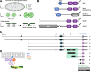 A multi-panel image illustrating the structure and function of Btsz protein in Drosophila embryo development.