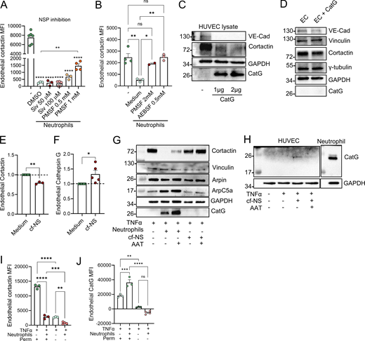 A multi-panel image depicts the degradation of endothelial cortactin by neutrophil serine proteases.