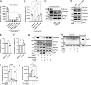 A multi-panel image depicts the degradation of endothelial cortactin by neutrophil serine proteases.