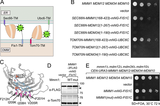 A multi-panel figure shows protein constructs and their effects on yeast strains.
