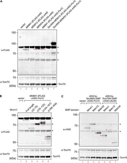 Protein levels of the artificially tethered proteins used in this study. (A–C) Total cell lysates were analyzed by immunoblotting. Arrowheads indicate the expressed proteins. Asterisks indicate nonspecific signals. Tom70 was used as loading controls. (A) Protein levels of artificially tethered ERMES members. (B) Protein levels of Mmm1-mNG-Fis1C with partially truncated Mmm1. (C) Protein levels of tethering constructs with different transmembrane and SMP domains. Source data are available for this figure: SourceData FS5. Refer to the image caption for details.