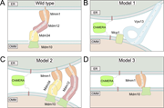 A multi-panel figure of different models of the ERMES complex and its components.