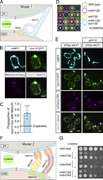 A multi-panel figure shows Vps13 and ERMES interactions.