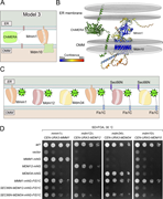 A multi-panel figure shows mitochondrial and ER interactions and a yeast growth assay.