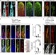 A multi-panel figure shows various staining and labeling techniques to study villus smooth muscle cells (SMCs) and their development in mice.