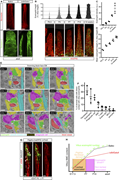 A multi-panel figure depicts eosinophil recruitment and interaction in villus development.