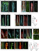 A multi-panel image showing the association between eosinophils and villus smooth muscle cells in mice.