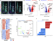 A multi-panel image depicts intestinal eosinophils and their gene expression.