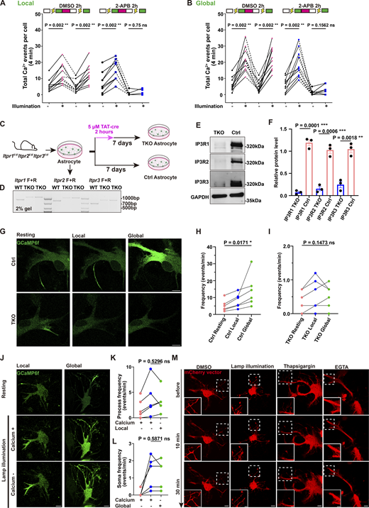 A multi-panel image depicts experiments on astrocytic Ca2+ positive elevations.