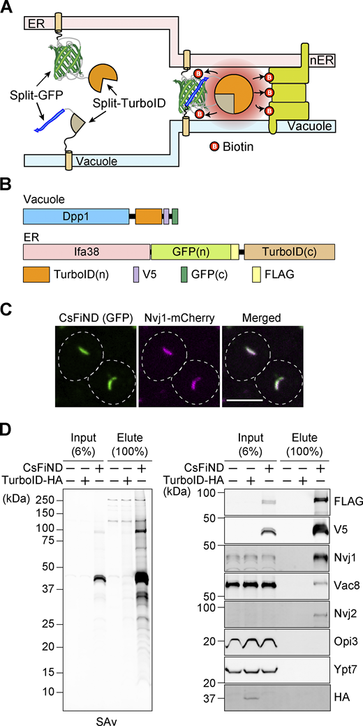 A multi-panel image of CsFiND protein biotinylation process and related experiments.