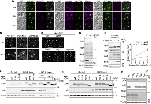 A multi-panel image shows microscopy, graphs, and immunoblotting analysis of yeast cells under different conditions.