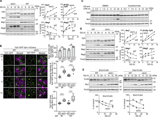 A multi-panel image depicts protein levels and localization during glucose starvation.