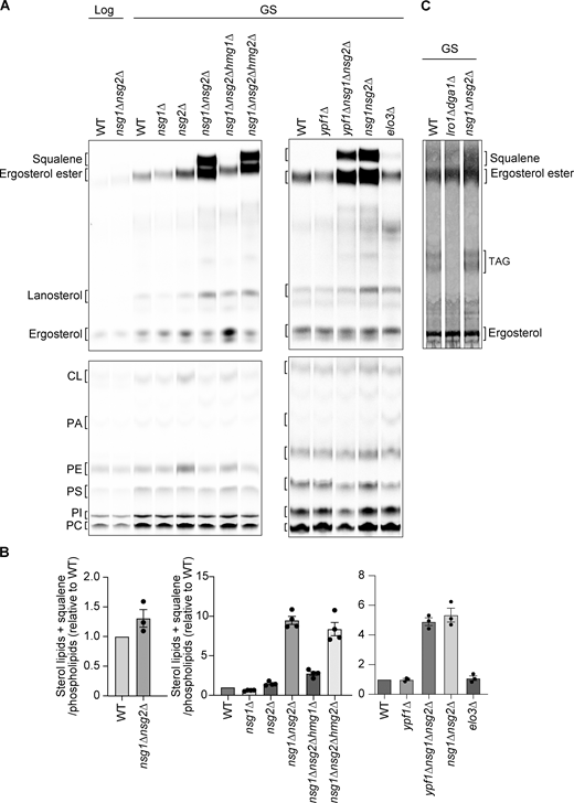 A two-part image showing graphs and chromatograms depicts lipid analysis in yeast cells.