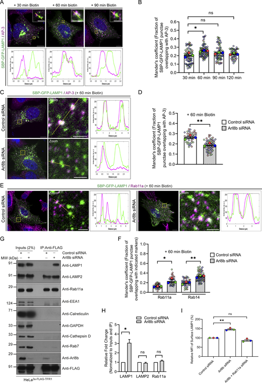 A multi-panel image depicts the effects of Arl8b depletion on LAMP1 trafficking.
