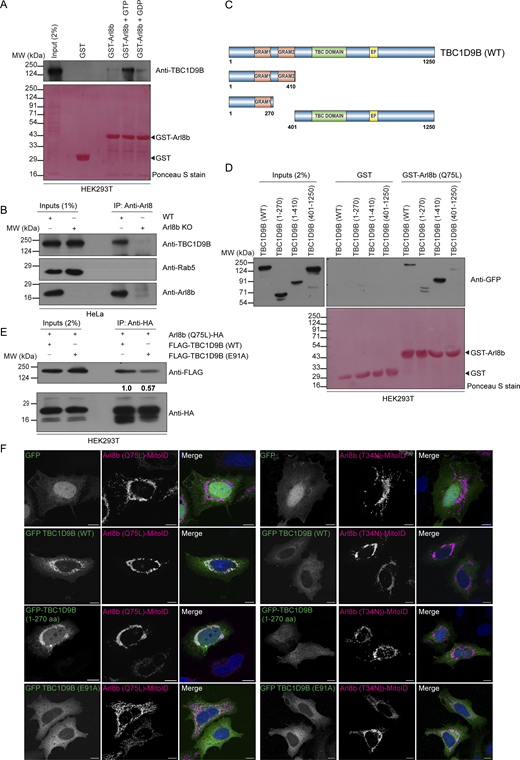 A multi-panel image showing experimental results related to the interaction between TBC1D9B and Arl8b.