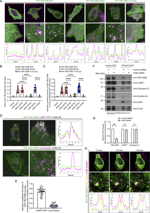 A multi-panel image depicts the localization and interaction of TBC1D9B with Arl8b and other markers in HeLa cells.