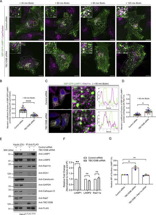 A multi-panel image shows images, immunoblots, and graphs related to cellular experiments.