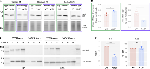 A multi-part image showing H3 protein levels in wild-type and NASP-mutant samples.